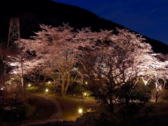 春の夜桜 