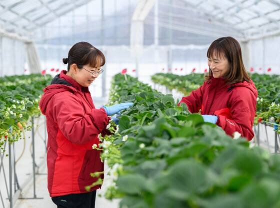 敷地内いちご農園。愛情を込めて栽培しています。