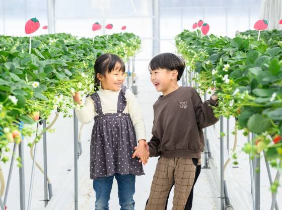 敷地内いちご農園。春休みの家族旅行におすすめ。
