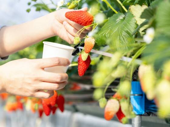 ホテル敷地内いちごハウス　春季限定。