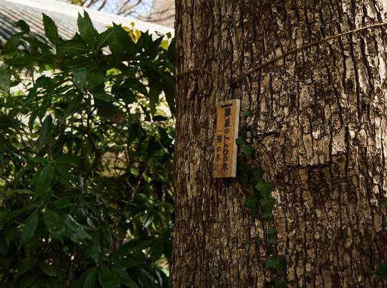 宮崎駿監督ゆかりの「トトロの木」と呼ばれる大きな楠があります